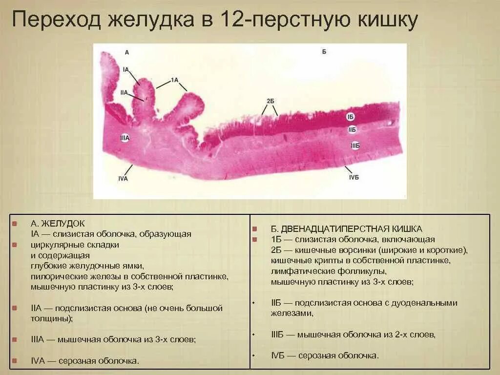 Переход желудка в 12 перстную кишку гистология. Отдел желудка переходящий в 12 перстную кишку. Строение слизистой 12 перстной кишки. Переход желудок двенадцатиперстная кишка. Слизистая оболочка 12 кишки