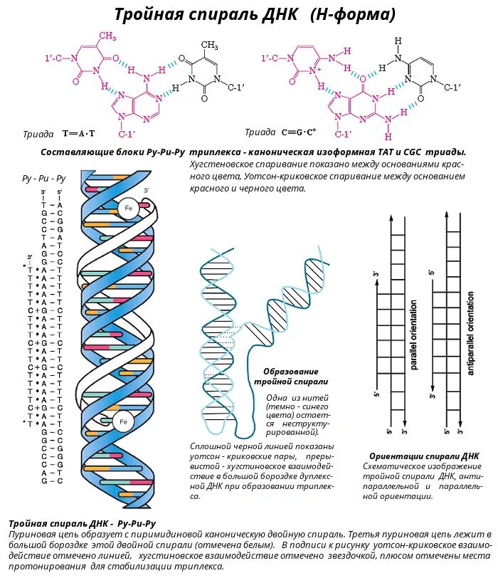 Составляющая днк. Строение двойной спирали молекулы ДНК. Трехцепочечная структура ДНК. ДНК строение тройная спираль. Строение нити ДНК.