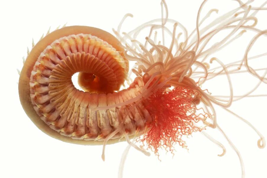Морские многощетинковые черви. Многощетинковые кольчатые черви. Кольчатые черви полихеты. Морской кольчатый червь. Первые кольчатые черви