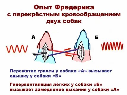 Перекрестное кровообращение у собак