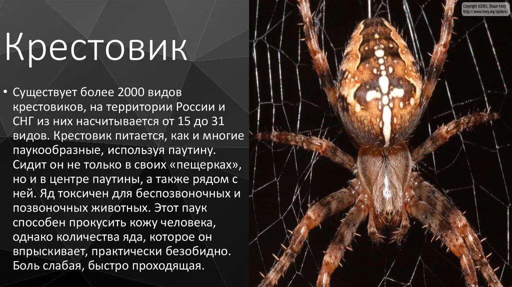 Опасные насекомые и защита от них - обж, презентации