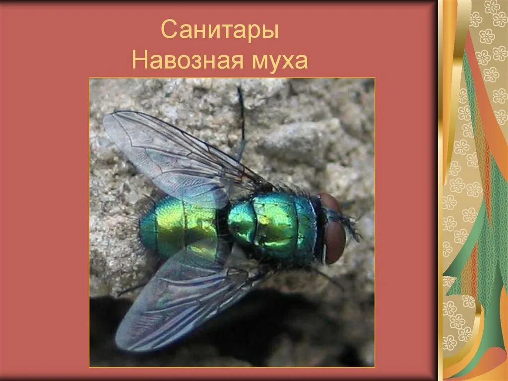Двукрылые размер. Зеленая муха с жалом. навозные мухи двукрылые. мушка навозная муха. большая муха с зелеными глазами.