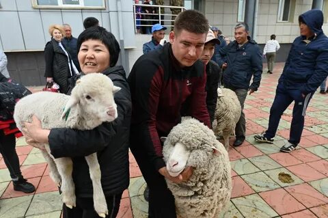 Отель у овечек 2024 год