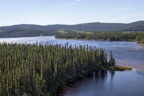 Boreal forest