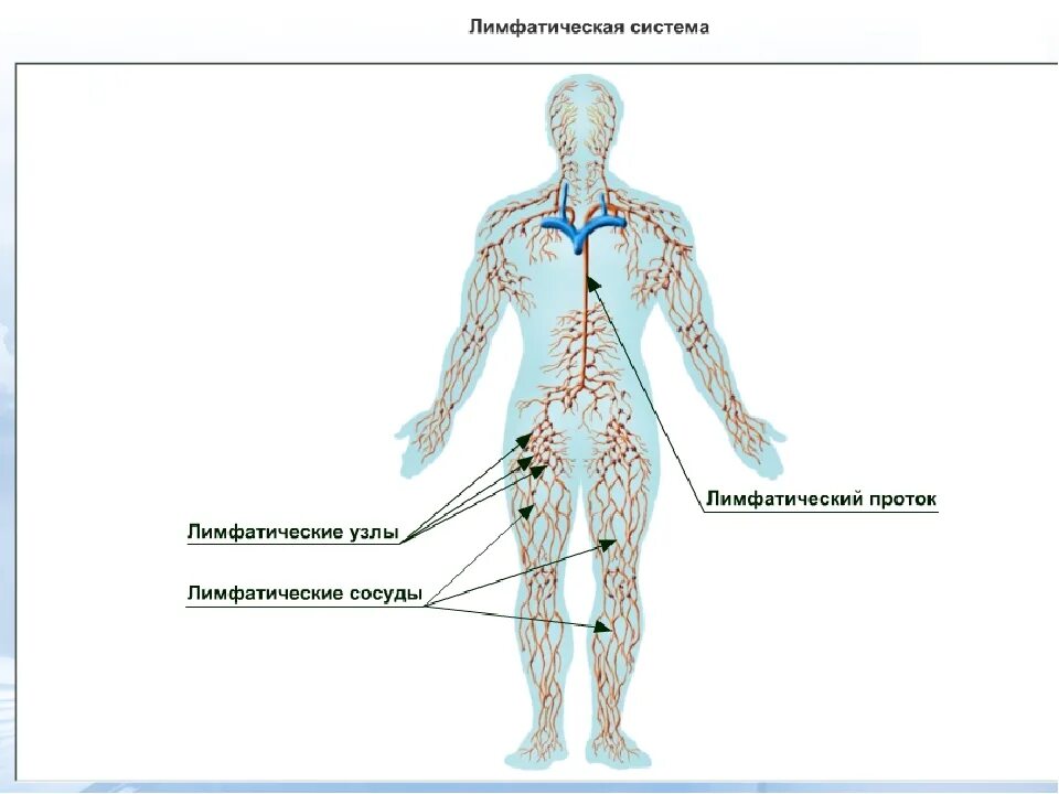 Лимфатическая система человека строение и функции схема. Лимфа система человека схема движения лимфы. Схема направления тока лимфы. Строение лимфатической системы анатомия. Движение лимфатических сосудов