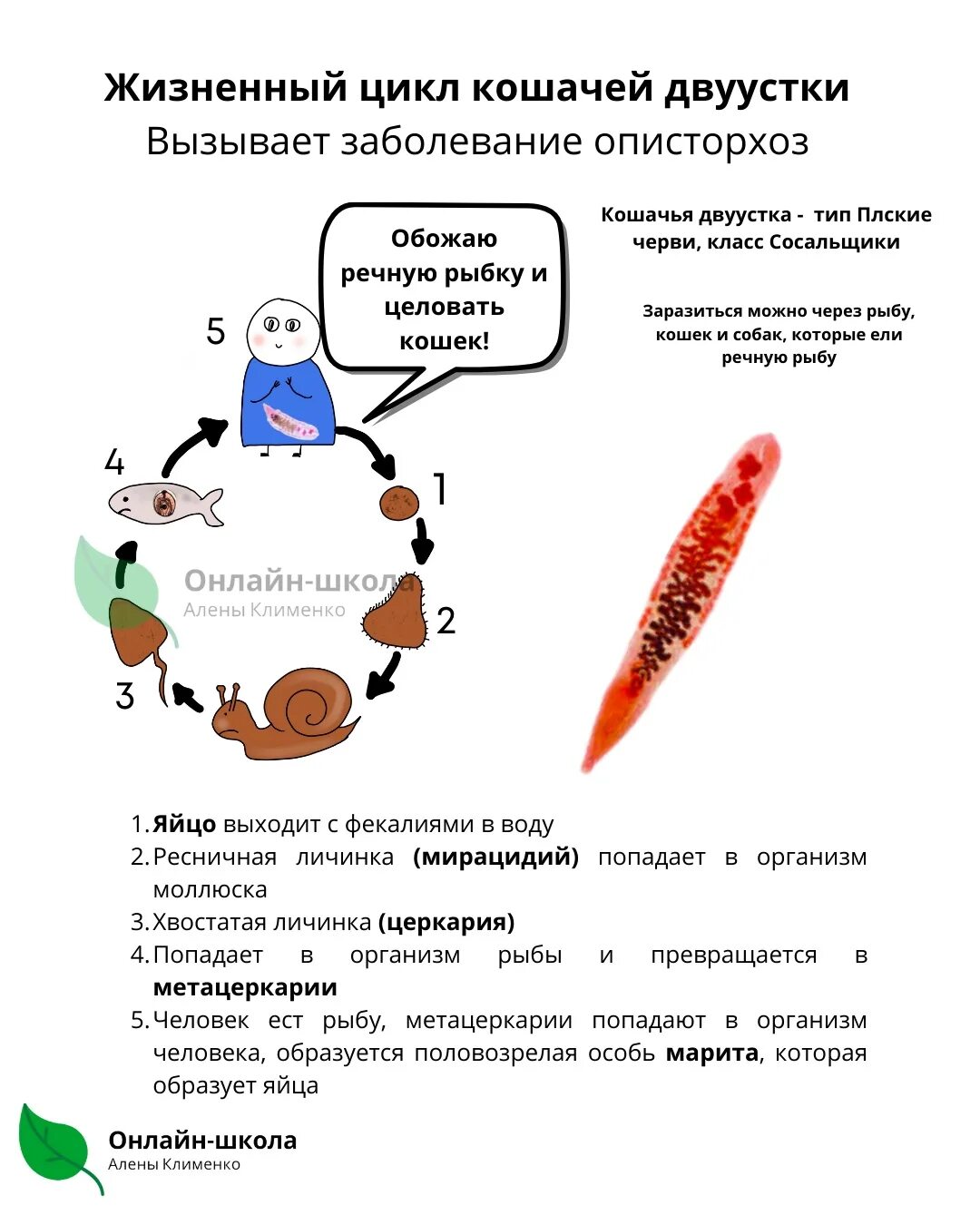 Цикл развития кошачьей двуустки. Кошачья двуустка жизненный цикл. Кошачья двуустка схема. ЖЦ кошачьей двуустки.