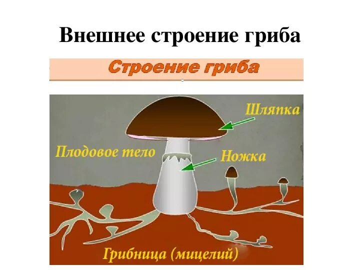 Многообразие и значение грибов 5 класс презентация. Строение гриба. Строение и многообразие грибов. Строение гриба 5 класс. Строение гриба 5 класс биология.