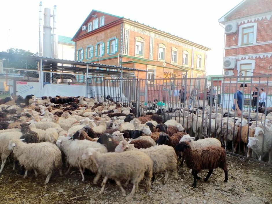 Курбан байрам татарстан выходной. Курбан байрам 2022 Зеленодольск. Овечки на Курбан байрам в Пестречинском районе. Курбан байрам Казань.