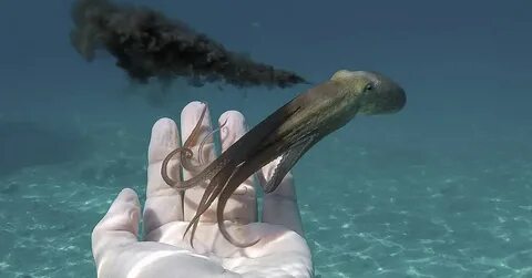 Чернила осьминога