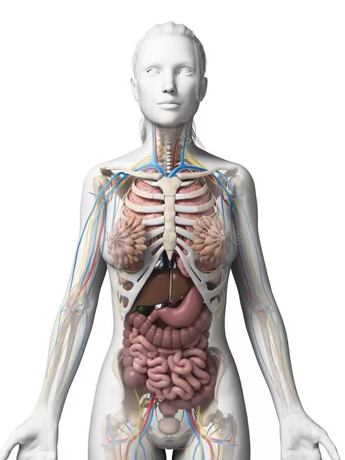 Фото анатомии человека женщин внутренних органов. Анатомия человека. Анатомия женщины. Женский скелет с внутренними органами.