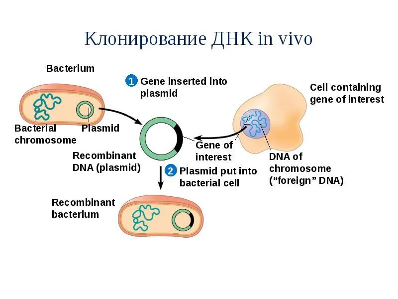 Создает копию фрагмента гена. Создает копию фрагмента гена