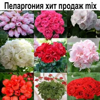 Пеларгонию семена почтой