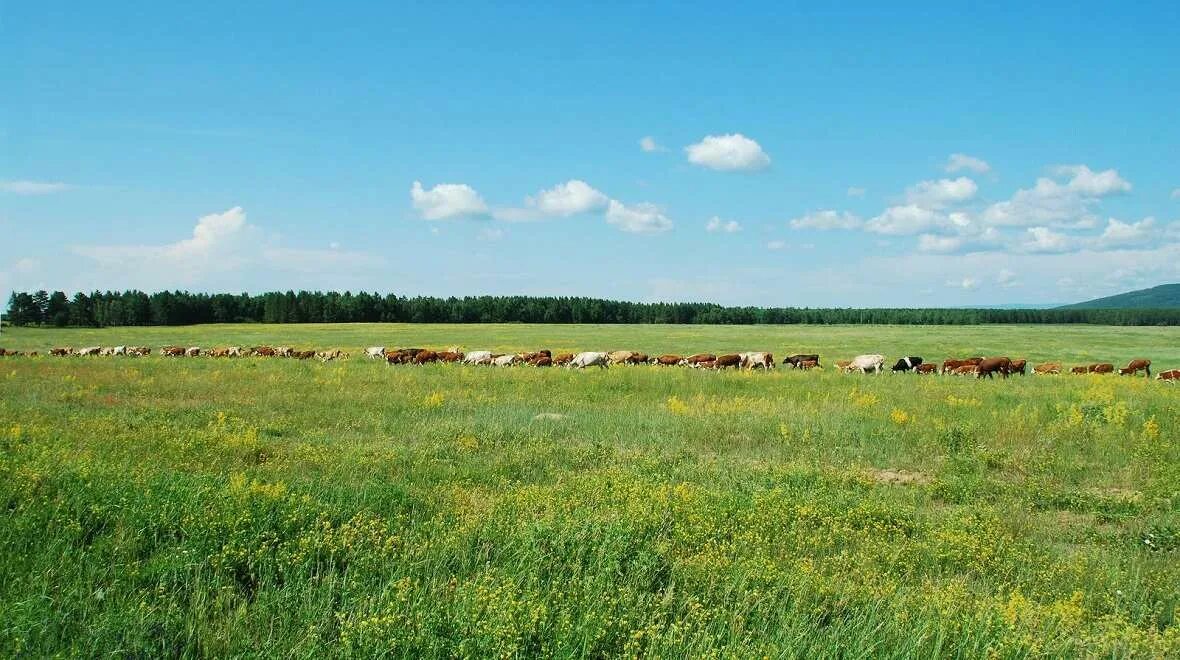 Сенокос угодье. Сычевка алтайский край сенокос. Сенокос стог сена. Село травы белоруссия. Сычевка алтайский край сенокос.