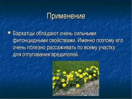 Легенда о бархатцах