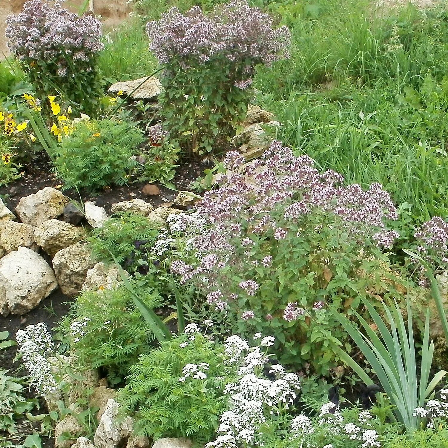 Душистая на клумбе. Душистая на клумбе. Котовник кит кэт фото и описание. Огородик из пряных трав. Табак душистый, сандер f - 1.