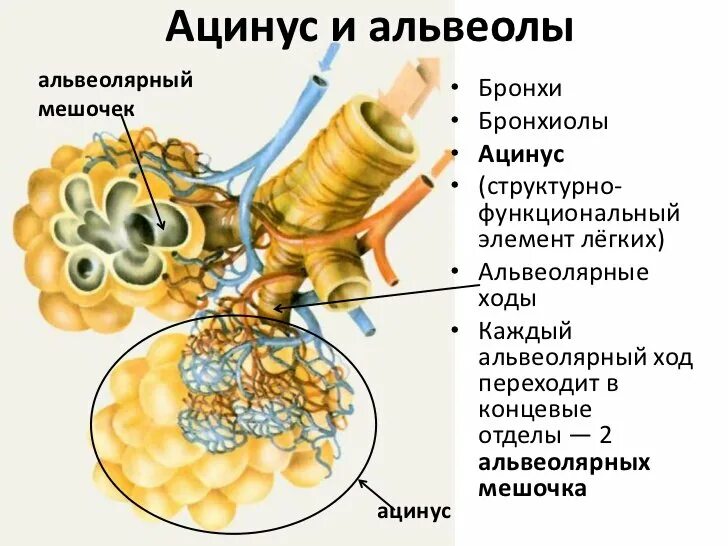 Альвеолярные пузырьки у млекопитающих находятся в. Структурно функциональная единица легкого ацинус. Строение лёгких ацинус. Структуры легочного ацинуса. Структурно-функциональная единица легкого ацинус схема.