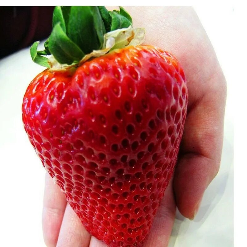 Клубника гигантелла. Клубника ремонтантная грандиан f1. Семена крупной клубники. Большая клубника. Земляника гигант джорнея.