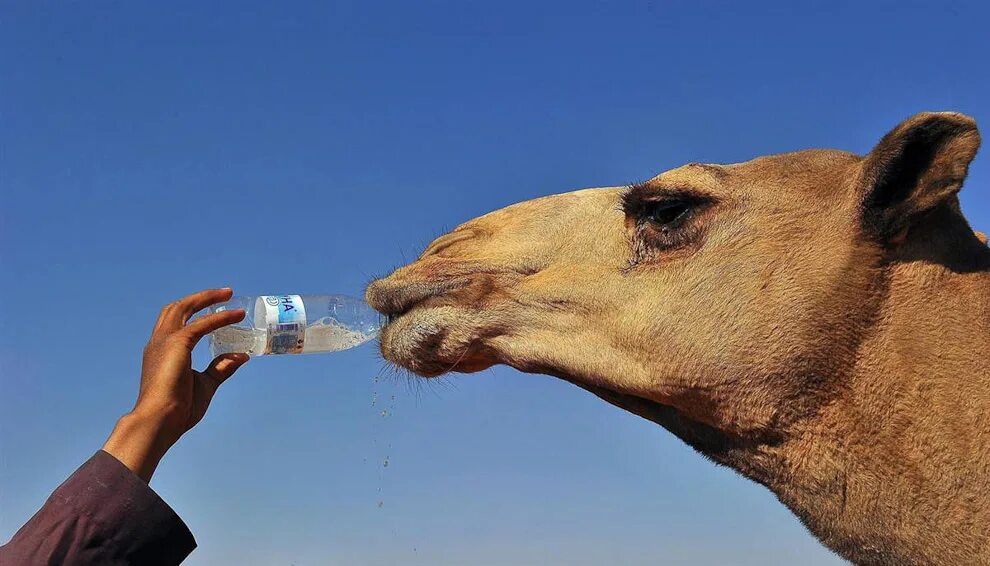 Верблюд пьет воду. Как пьют верблюды. Как пьют верблюды. Верблюд пьет воду. Верблюд пьет воду.