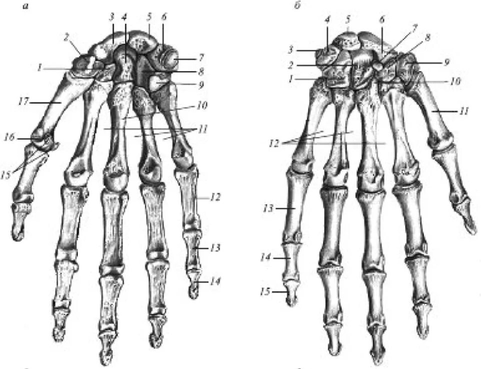 Кисть строение анатомия костей. Кости кисти анатомия строение. Кости запястья анатомия человека. Скелет верхних конечностей кости кисти. Кости скелета рук