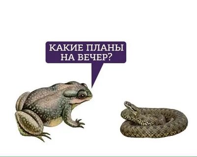 Гадюка мем