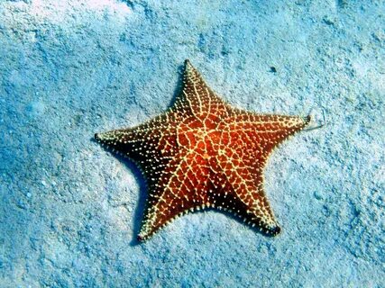 Как двигается морская звезда