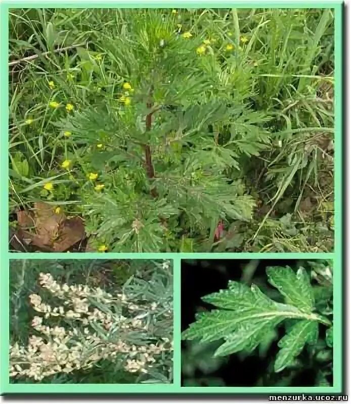 Полынь обыкновенная применение для человека для чего. Полынь обыкновенная применение для человека для чего. Полынь от блох. Полынь обыкновенная. Полынь двудомная полынь горькая.