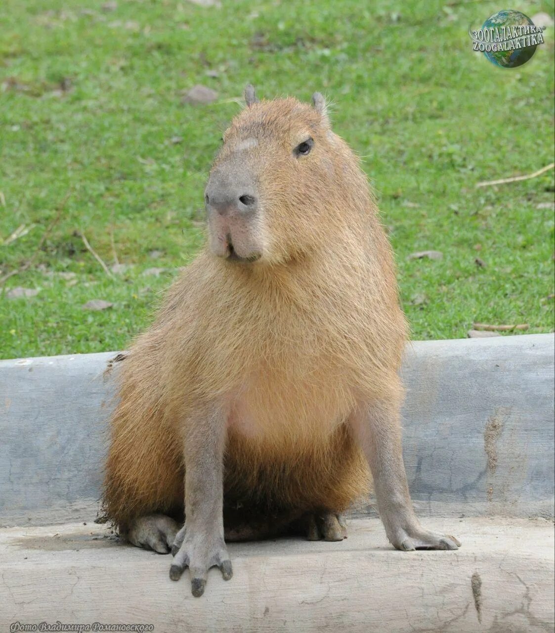 Biggest Rodent Foot in the World Capybara Foot Marika Bell Flickr