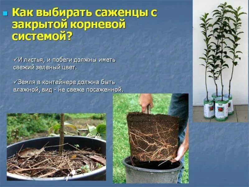 Закрытая корневая система посадка