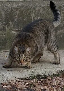 Старый кот к махотке крадется