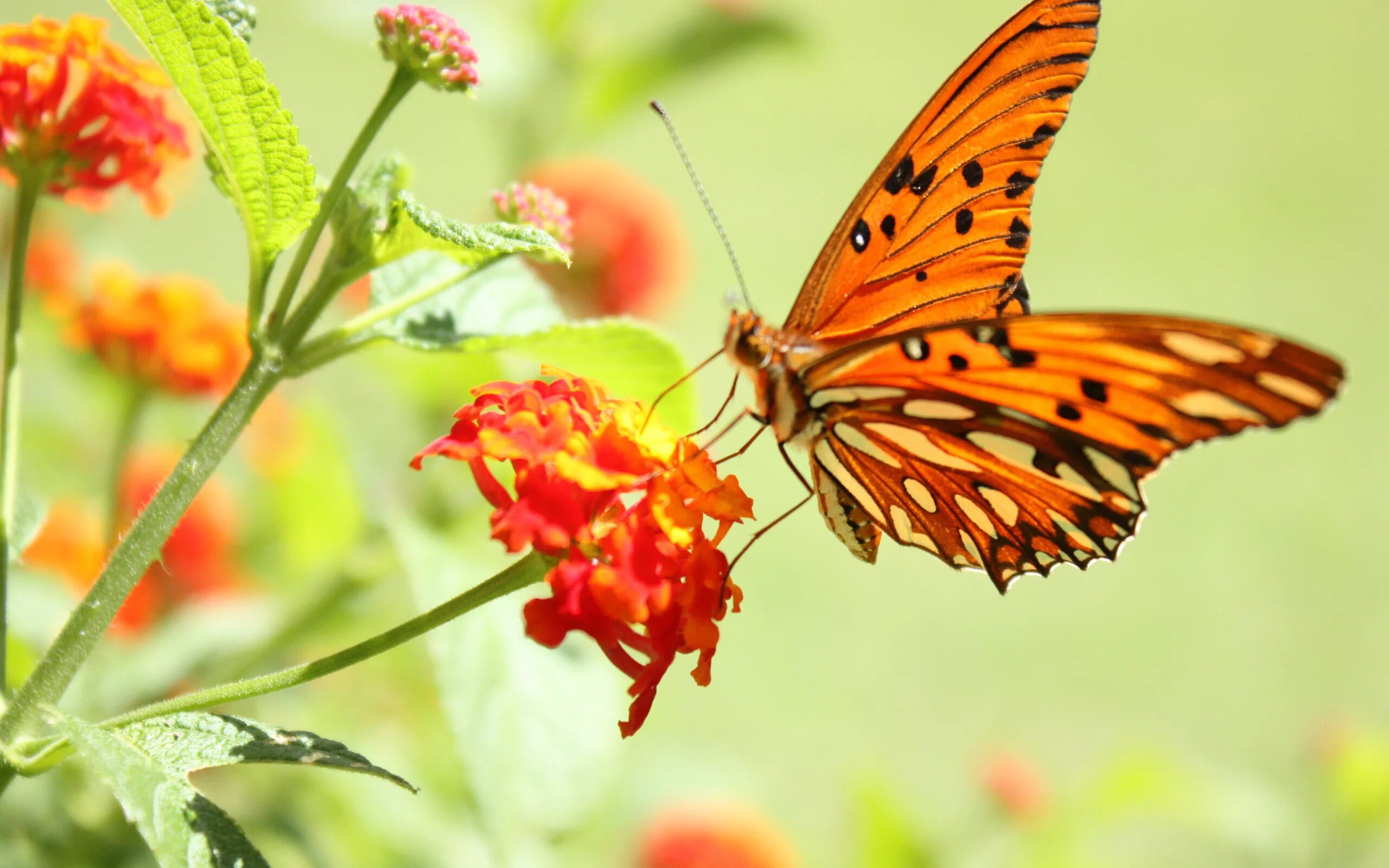 Бабочки на весь экран. Бабочка на цветке. Бабочка на цветке макро. Природа в оранжевых тонах. Бабочки на оранжевом цветке.