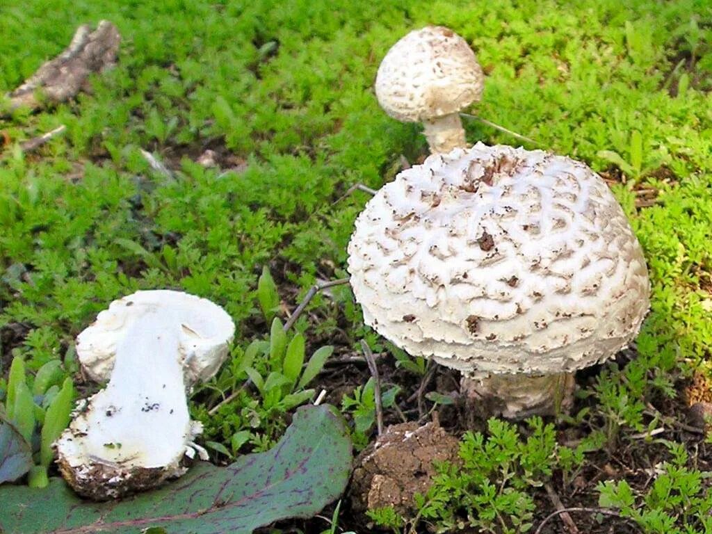 Мухомор Виттадини гриб. Мухомор Виттадини (Amanita vittadinii). Мухомор Виттадини гриб-зонтик. Белый чешуйчатый мухомор.