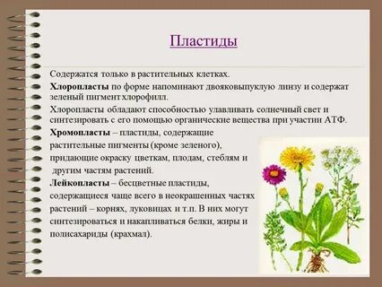 В хлоропластах содержится зеленый пигмент