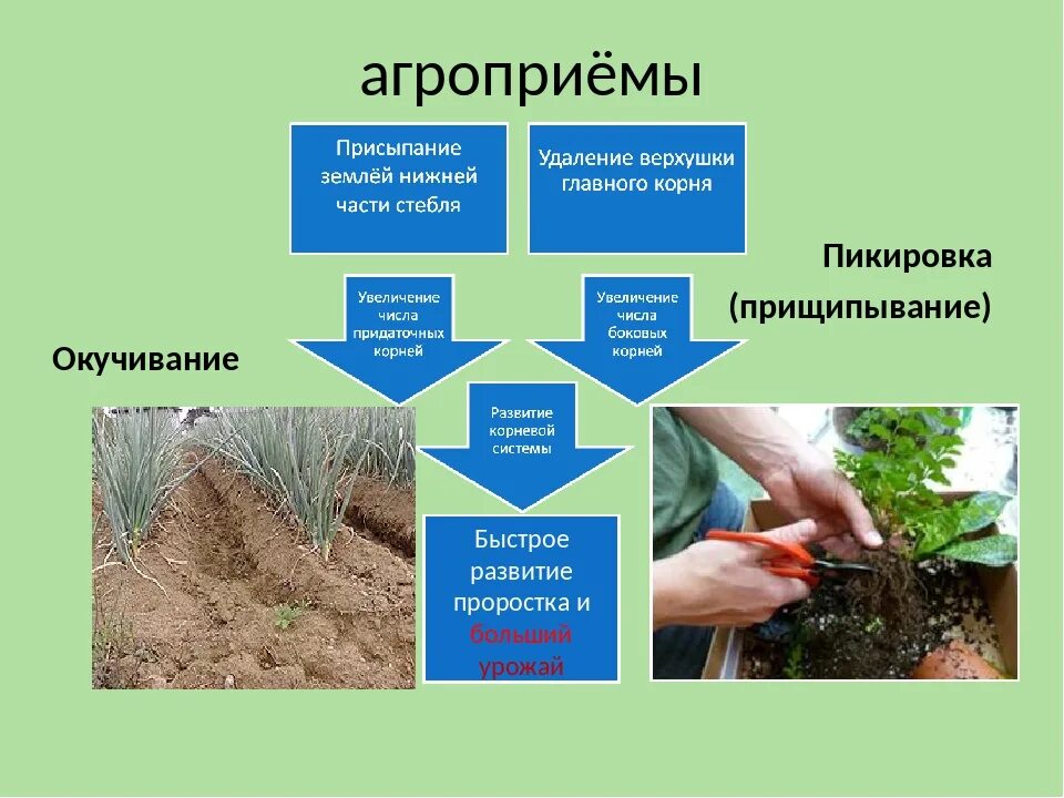 Типы агротехнических приемов. Окучивание растений. Агротехнические приемы ЕГЭ биология. Агротехнические приемы пикировка. Пикировка корня и окучивание.