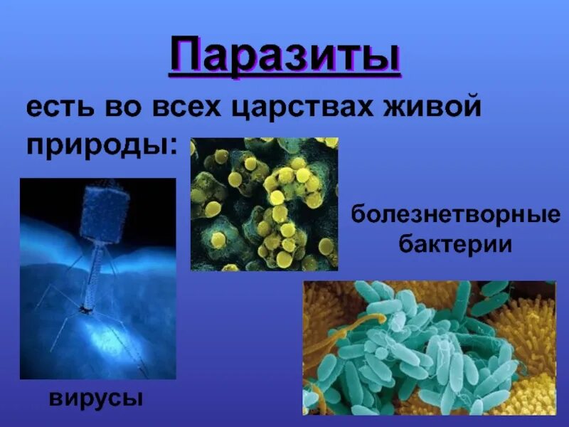 Царства живых организмов вирусы. Царство живой природы вирусы и бактерии. Химическая природа вирусов. Роль вирусов в природе. Вирусы в природе.