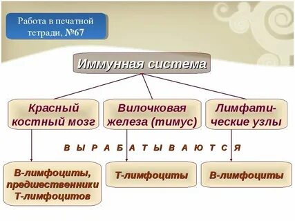 Виды иммунитета иммунология