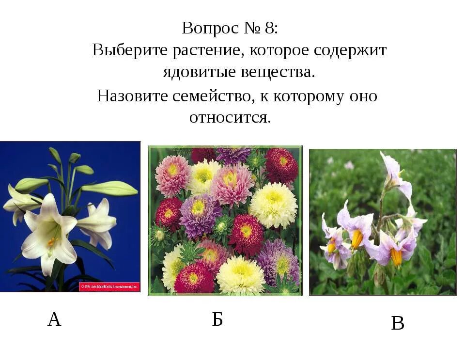 Биология 7 класс контрольная работа покрытосеменные растения. Вопросы по теме цветковые растения. Семейства покрытосеменных растений задания. Вопросы по классам цветковых растений. Вопросы на тему Покрытосеменные растения.