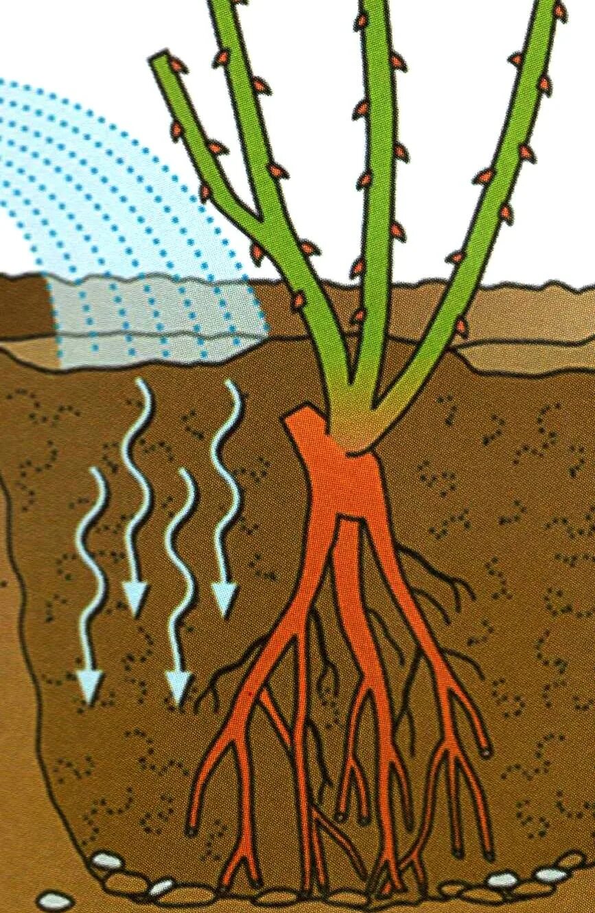 Полив саженцев роз. Корневая шейка плетистой розы. Корневая шейка у розы. Корневая шейка у корнесобственных роз. Посадка роз корневая шейка.