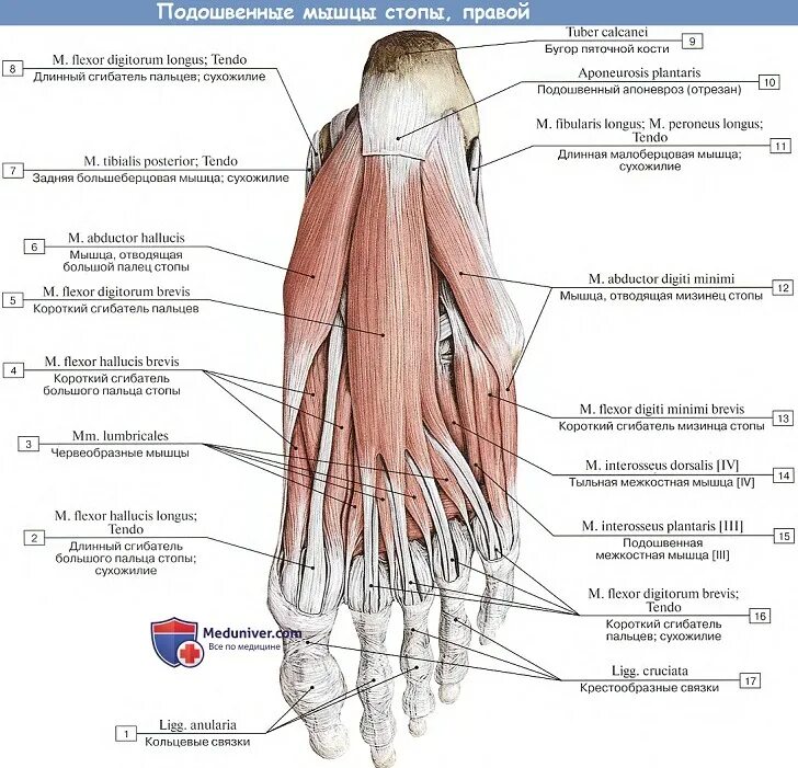 Тыльные межкостные мышцы стопы функция. Короткий сгибатель пальцев стопы анатомия. Червеобразные мышцы стопы анатомия. Мышцы подошвы стопы медиальная группа. Топографическая анатомия сухожилий