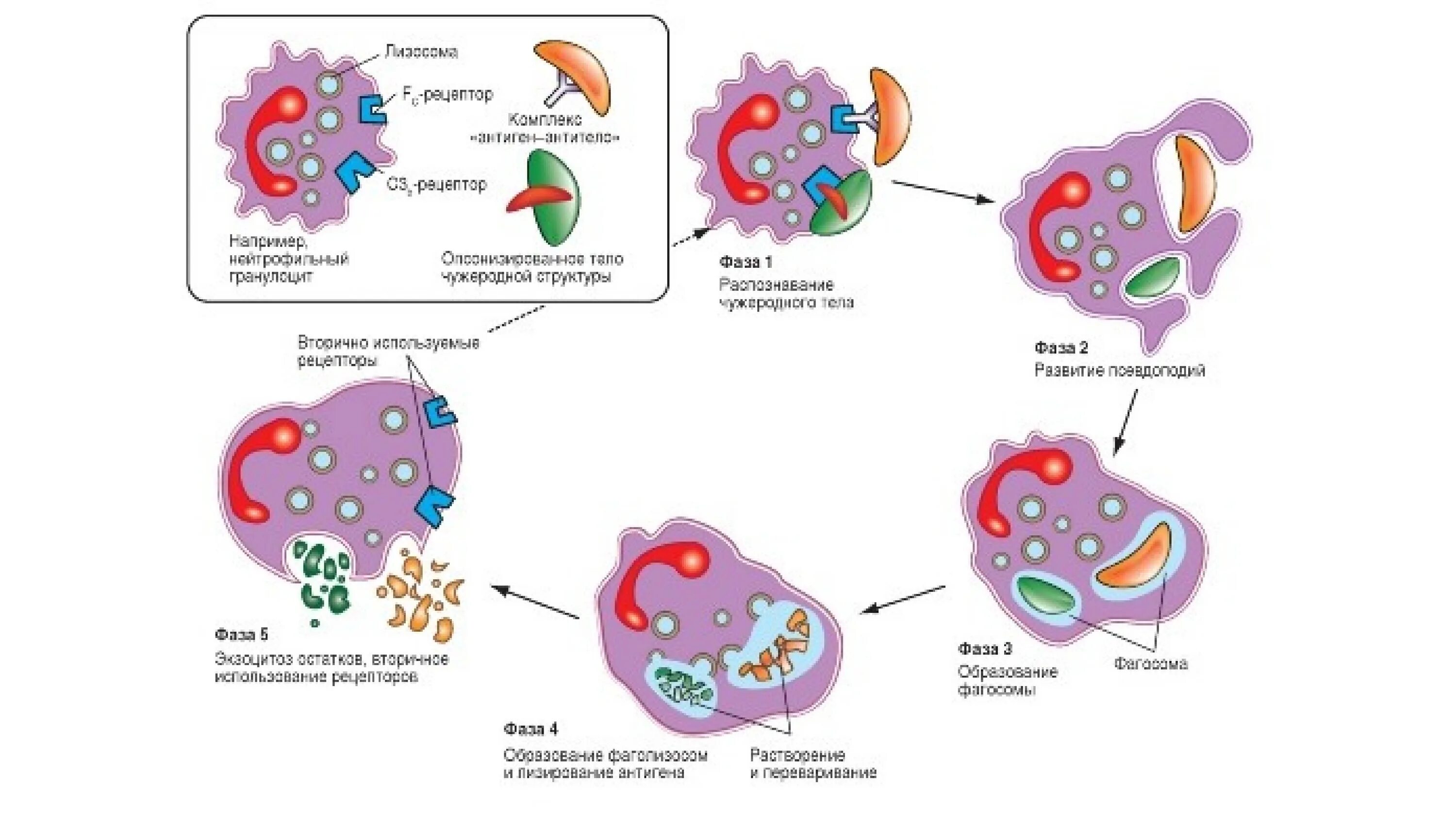 Этапы фагоцитоза схема. Стадии фагоцитоза схема. 4 Стадии фагоцитоза иммунология. Схема фагоцитоза в иммунологии.