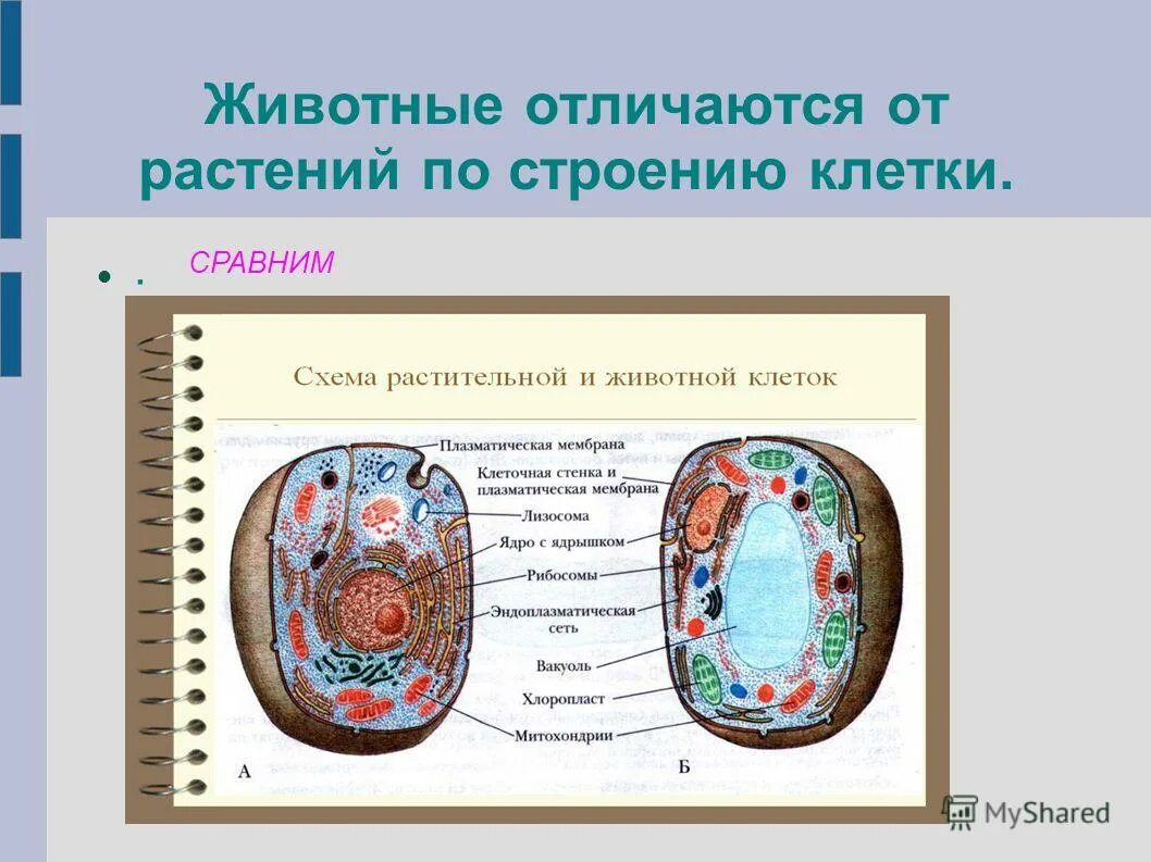 Растительная клетка и животная клетка различия. Как отличить животную клетку. Клетки растений отличаются от клеток животных. Как отличить животную клетку. Различие клетки животных и клетки растений.