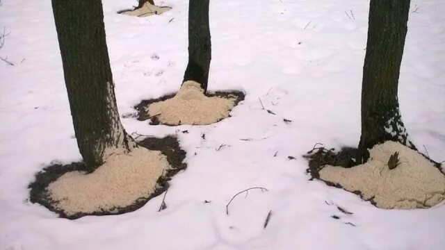 Соляные деревья