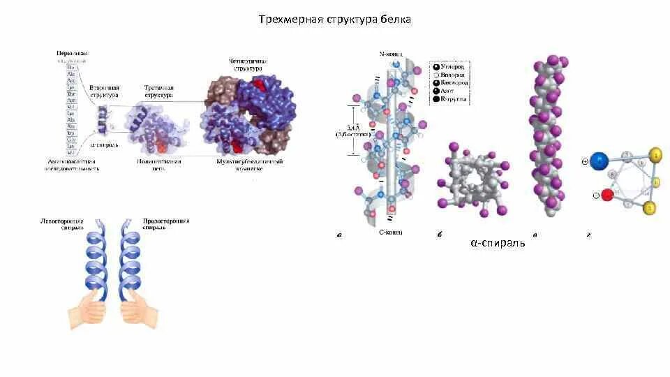 Трехмерная структура белка функции. Белок трехмерная структура. белки биохимия структура белка. трехмерная структура белка. строение белковых каналов.