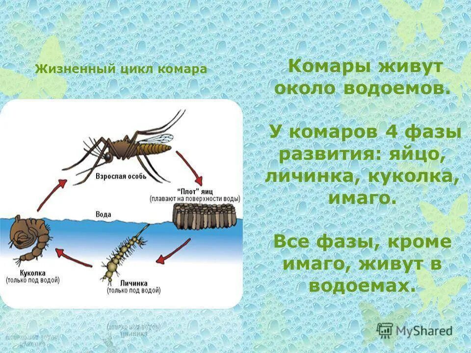 Жизненный цикл комаров. Стадии развития личинки комара. Цикл развития комара обыкновенного. Развития москитов- стадии комаров.