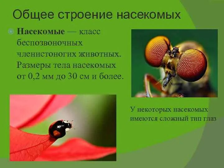Строение майского жука рисунок. Внешнее строение майского жука биология 7 класс. Внешнее строение майского жука. Краткая характеристика насекомых. Таблица внешнего строения насекомых майский жук.