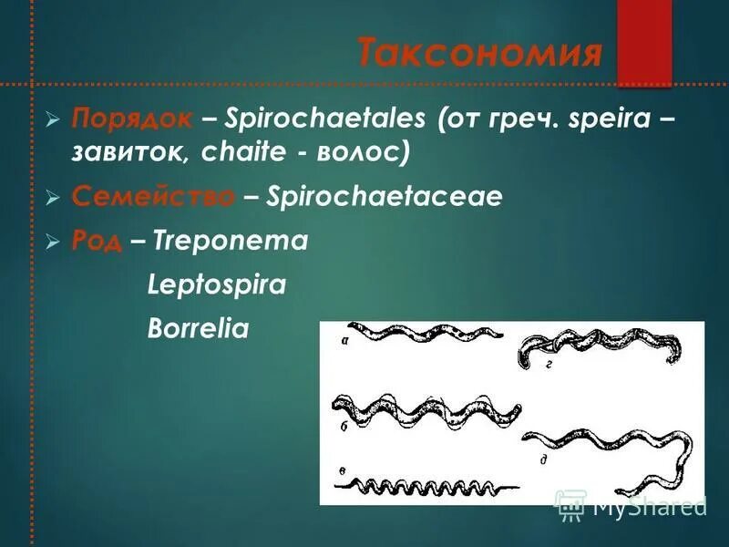 Таксономия спирохет. Таксономия спирохет. Семейство спирохет. Спирохеты таксономия. Таксономия патогенных спирохет.