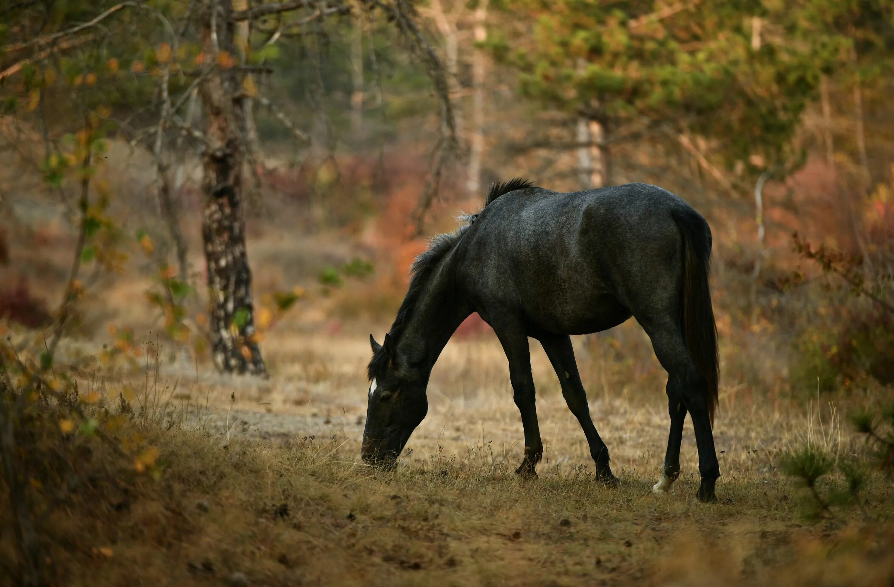 Белая лошадь в лесу. Лошадь в лесу. Лошади на природе. Лошади пасутся в лесу. Дикие лошади в лесу.