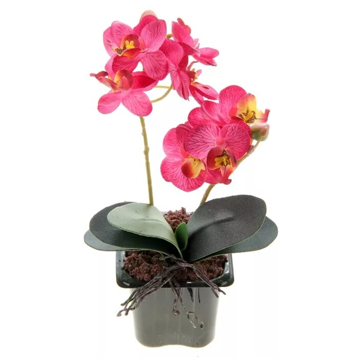 Фаленопсис элит микс 2. Орхидея фаленопсис белая. Орхидеи в горшках недорого. Орхидеи в горшках недорого. Орхидеи в горшках недорого.