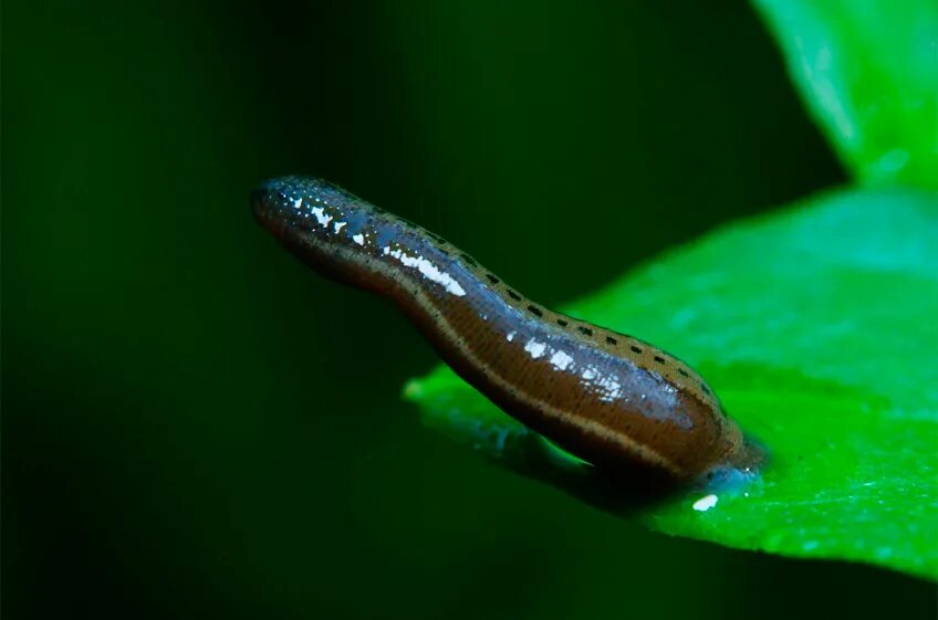 Ложноконская пиявка систематика. Строение головастика. Пиявка приспособление к среде. Медицинская пиявка питается кровью. Амазонская клепсина пиявка.