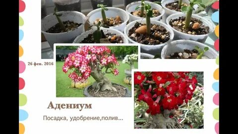 Адениум какое удобрение