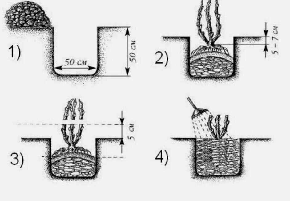 Как правильно посадки сделать. Посадка крыжовника весной в открытый грунт саженцами. Схема посадки крыжовника. Схема посадки ежевики в открытом грунте. Посадка крыжовника осенью в открытый грунт.
